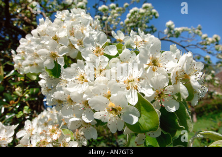 A MATURE BARLAND PERRY PEAR TREE IN FULL BLOSSOM IN AN ORCHARD GLOUCESTERSHIRE ENGLAND UK Stock Photo