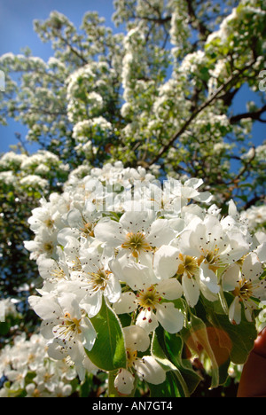 A MATURE BARLAND PERRY PEAR TREE IN FULL BLOSSOM IN AN ORCHARD GLOUCESTERSHIRE ENGLAND UK Stock Photo