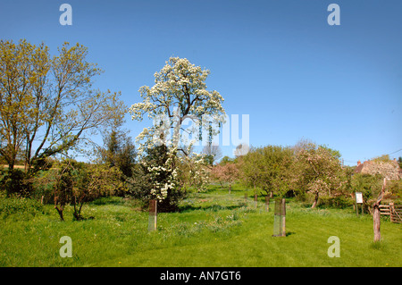 A MATURE BARLAND PERRY PEAR TREE IN FULL BLOSSOM Stock Photo