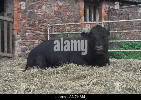 Aberdeen Angus bull 'Mandarin'. Bull used in London Parade for Queen Mother's 100th birthday celebrations Stock Photo