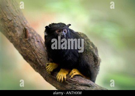 RED-HANDED TAMARIN Saguinus midas golden-handed or yellow-handed Stock Photo