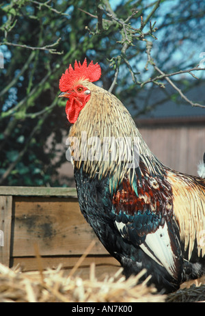 Farmyard Cockerel Stock Photo