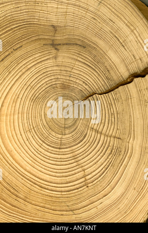 A cross section cut off a log to show the yearly growth rings of this tree with crack. Stock Photo