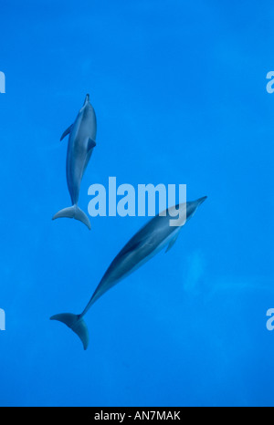 Hawaiian Spinner Dolphin (Stenella longirostris) Bow riding, Midway Atoll NW Hawaiian Islands USA Stock Photo