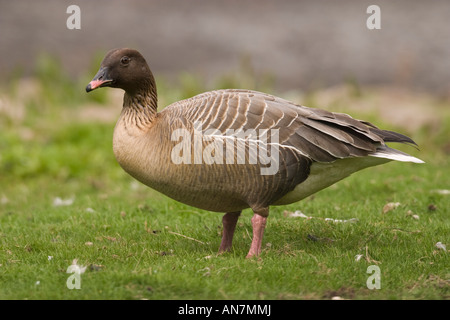 Pink-footed Goose (Anser brachyrhynchus) Stock Photo