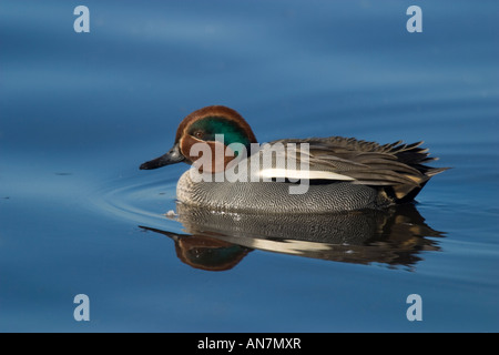 male Common Teal (Anas crecca) swimming on water Stock Photo