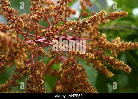 mango blossoms close up Stock Photo