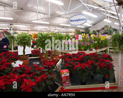 Poinsettias on sale in garden centre at Christmas Stock Photo