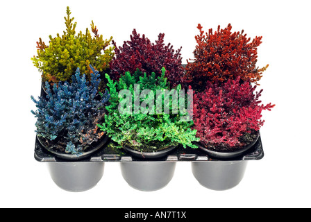 Six Mixed coloured painted potted growing heathers Stock Photo