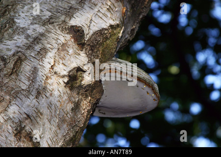 Bracket type fungus on tree. Stock Photo