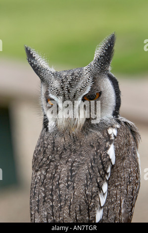 White faced Scops Owl Stock Photo