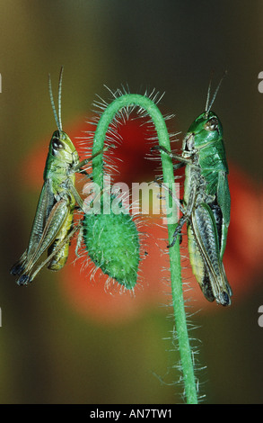 common meadow grasshopper (Chorthippus parallelus), on bud of common poppy, Papaver rhoeas, Belgium Stock Photo