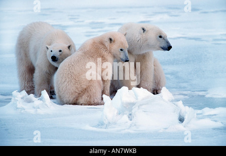 polar bear (Ursus maritimus), mother with two one year old youngs, Canada