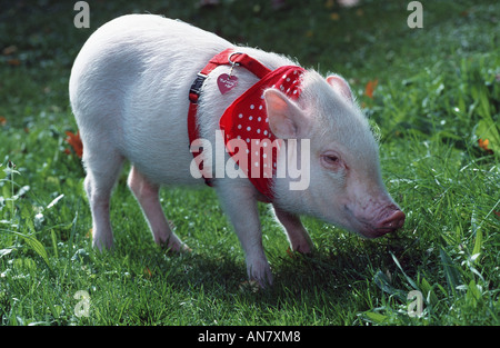 domestic pig (Sus scrofa f. domestica), dwarf pig Stock Photo