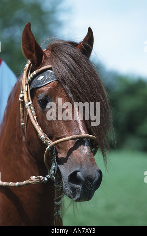 Paso Peruano horse (Equus przewalskii f. caballus), portrait, Germany Stock Photo