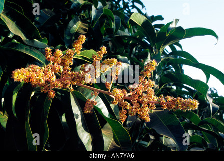 Mango Flowers Mangifera indica L Margao Goa India Asia Stock Photo