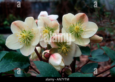 Helleborus ‘Ivory Prince’ (similar x ericsmithii) flowers foliage portrait with buds aka 'Walhelivor' blue leaves Stock Photo