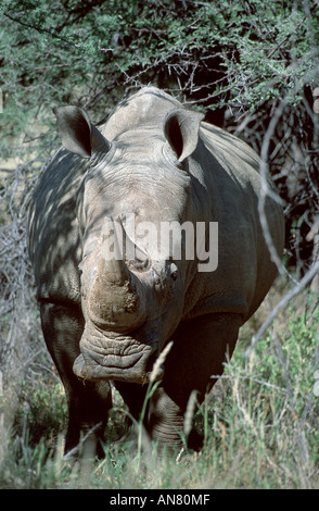 white rhinoceros, square-lipped rhinoceros, grass rhinoceros (Ceratotherium simum), portrait, Namibia Stock Photo