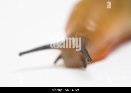 Slug head Stock Photo