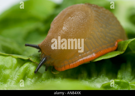 Slug on Lettuce Stock Photo