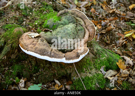Artists Fungus, Ganoderma applanatum, Ganodermataceae Stock Photo