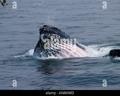 Humpback whale bubble net feeding showing throat groves or pleats as its gullet is filled with water, Stellwagen Bank, Boston Stock Photo