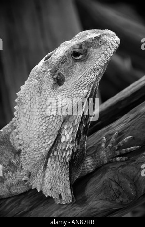 Bearded Dragon one of the many lizard species in the world on display at a terrarium in Chicago Illinois USA Stock Photo