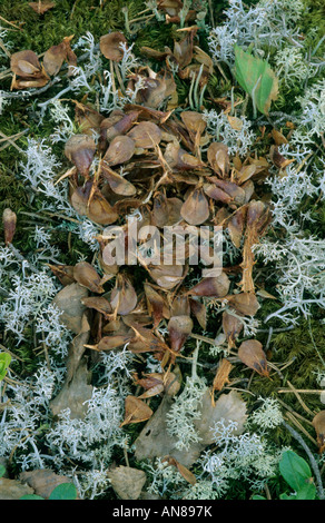 Pine cones eaten by red squirrel, Finland Stock Photo