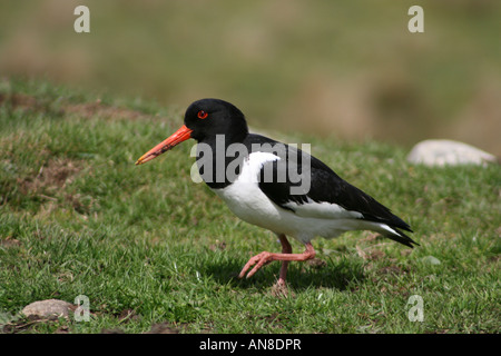 Oystercatcher (Haematopus ostralegus) looking for worms. Stock Photo