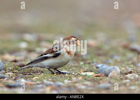 Snow Bunting  Plectrophenax nivalis foraging on sea shore Salthouse Norfolk Stock Photo