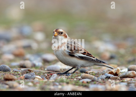 Snow Bunting  Plectrophenax nivalis foraging on sea shore Salthouse Norfolk Stock Photo