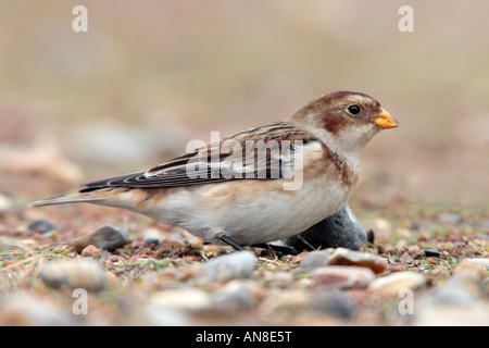 Snow Bunting  Plectrophenax nivalis foraging on sea shore Salthouse Norfolk Stock Photo