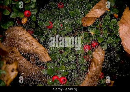 raindrops on a spider's web spread over green leaves & red berries of cotoneaster and dead brown hornbeam leaves Stock Photo