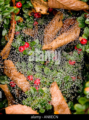 raindrops on a spiders web spread over green leaves & red berries of cotoneaster and dead brown hornbeam leaves Stock Photo