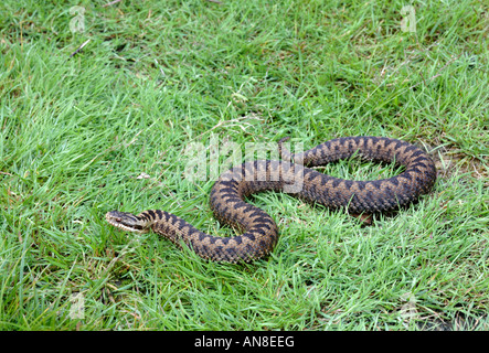 Female Adder basking in the sun Stock Photo