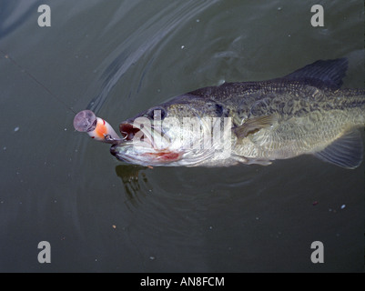 Fish Sligh Sport fishing for Largemouth Bass in the wetland of La Sauceda ...