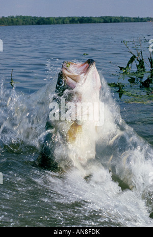 Largemouth Bass with brush hog lure hanging out of its mouth Stock