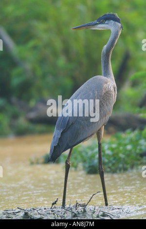 An immature Great Blue Heron Stock Photo - Alamy