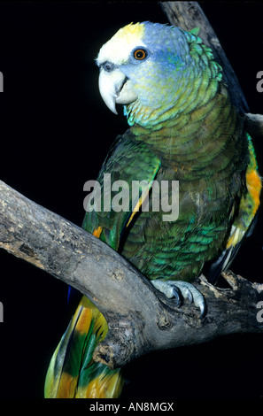 National bird parrot St Vincent and the grenadines Stock Photo