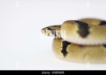 Common Young Kukri Snake on White Stock Photo
