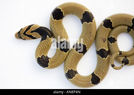 Common Young Kukri Snake on White Stock Photo