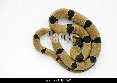 Common Young Kukri Snake on White Stock Photo