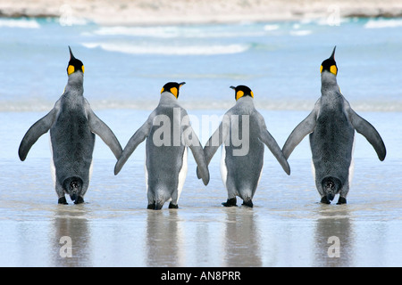 A group of 4 King Penguin crossing the sands hand in hand Stock Photo