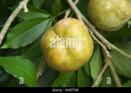 White Sapote fruit growing on branch. Stock Photo