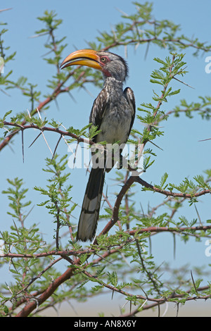 Southern yellow billed hornbill Tockus leucomelas adult male perched in acacia tree Etosha National Park Namibia November Stock Photo