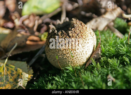 Common Earth Ball Fungus, Scleroderma citrinum, Sclerodermataceae Stock Photo