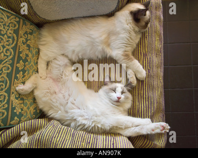 Two 'six month old' Ragdoll kittens sleeping and dreaming one at full stretch Stock Photo