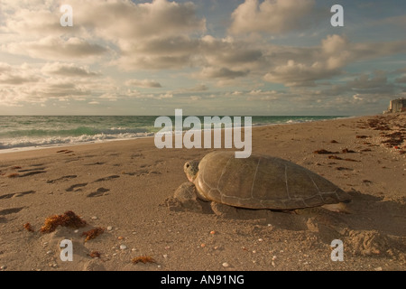 Green sea turtle on a Florida beach Stock Photo
