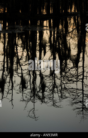 Bald Cypress Trees Taxodium distichum Reflections in Louisiana Swamp With Spanish moss Louisiana USA Stock Photo