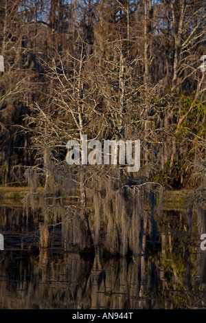 Bald Cypress Trees with reflection in Louisiana Swamp Louisiana USA With Spanish Moss Stock Photo